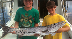 Barracuda fish